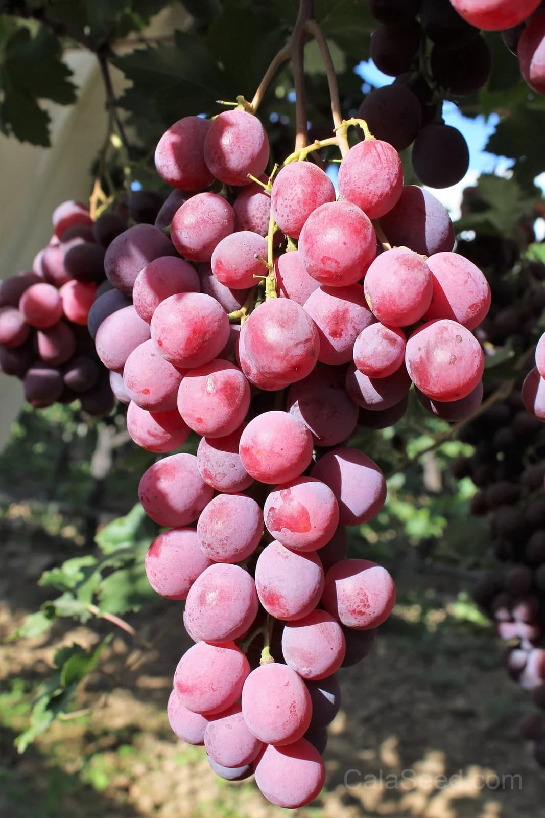 Giant Red Globe Grape 'Vitis Vinifera' Seeds — Large Sweet Fruit Vine - View 4