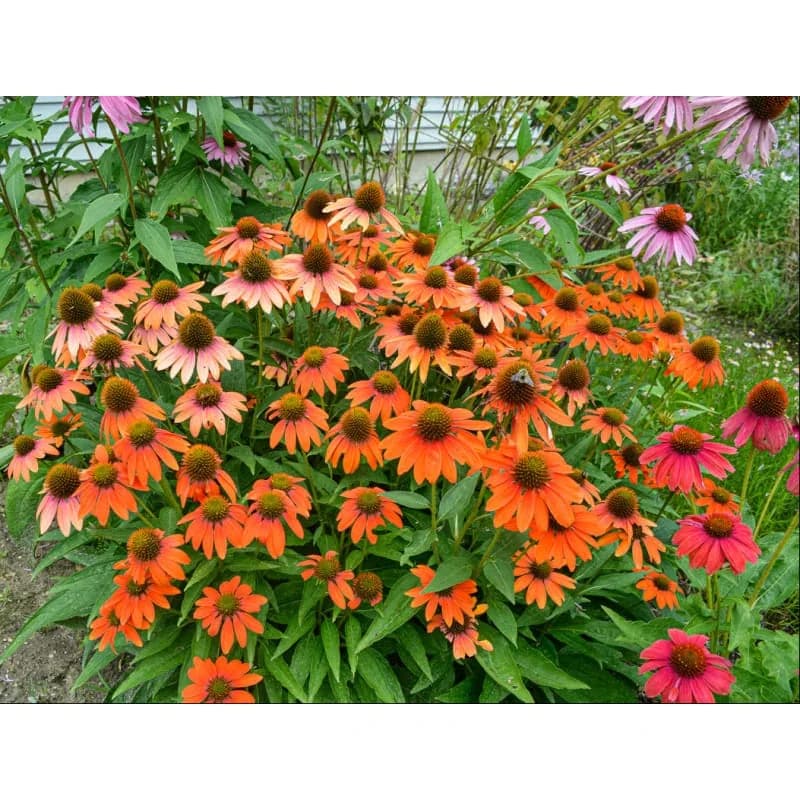 Echinacea 'Soft Orange' Seeds — Artisan Perennial Bloom - View 5