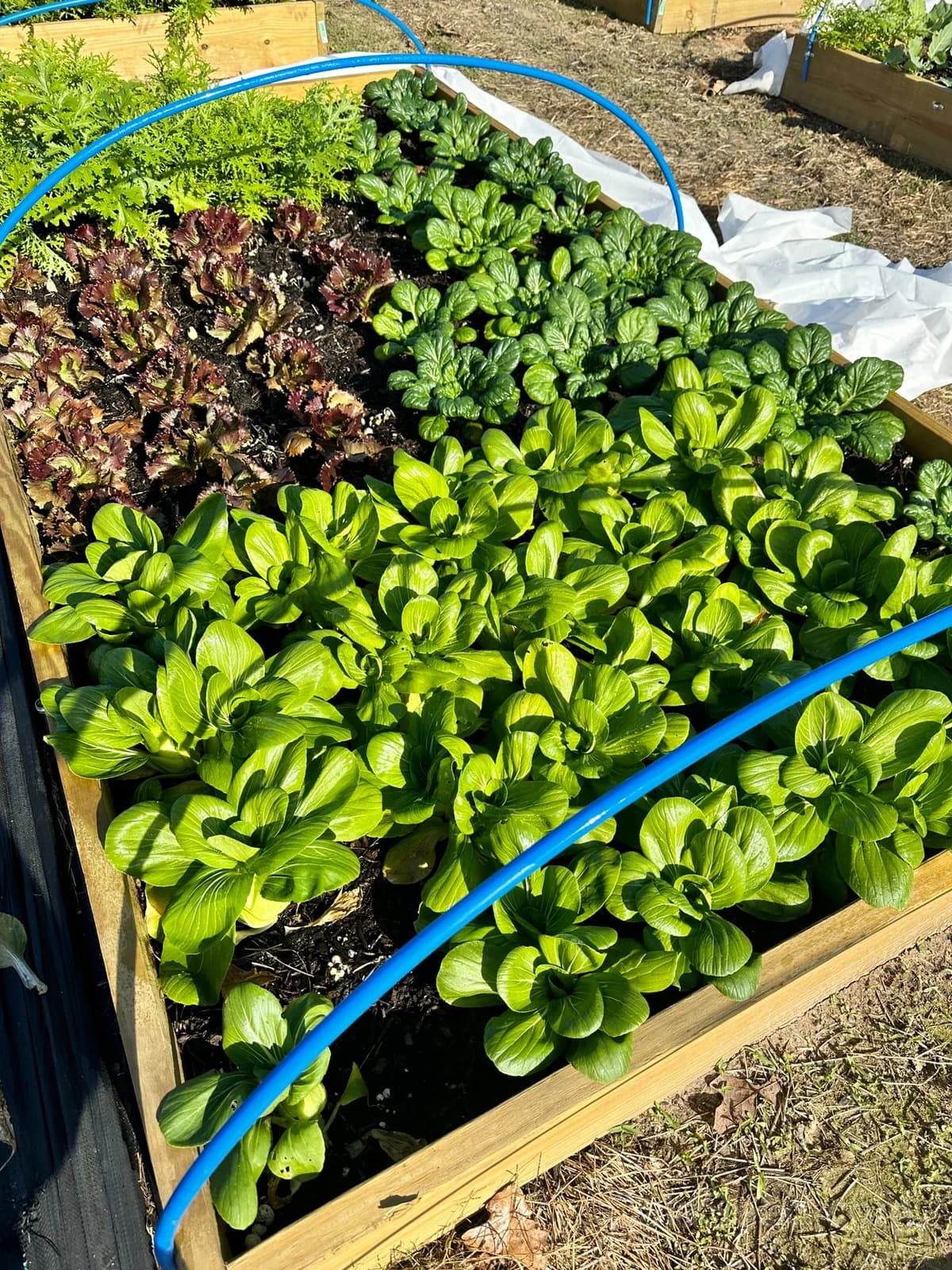 Baby Choi Cabbage Seeds — Organic Tender Asian Greens - View 4