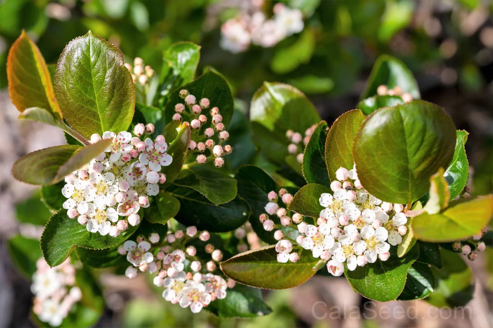 Black Chokeberry 'Aronia Melanocarpa' Seeds — White-Flowered Fruit Shrub - View 7
