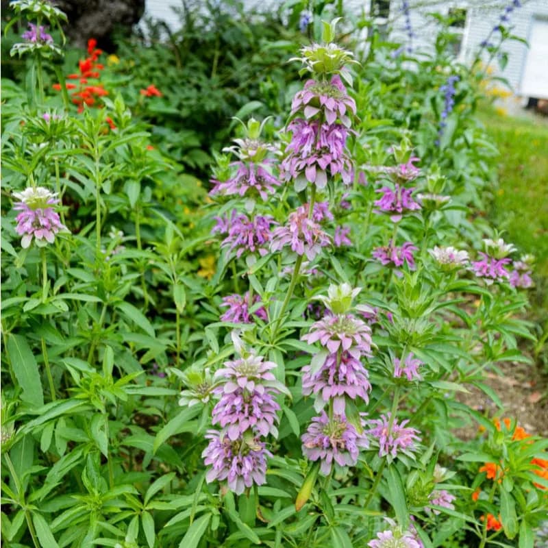 Lemon Mint Monarda Seeds — Fragrant Native Herb - Main