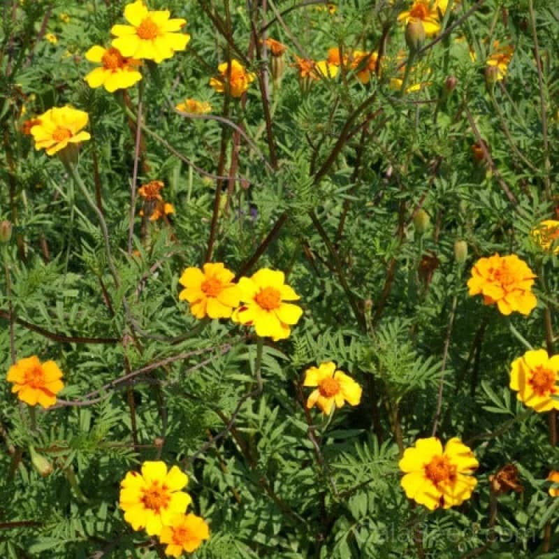Nematode Control Marigold Seeds — Natural Pest Repellent - Main