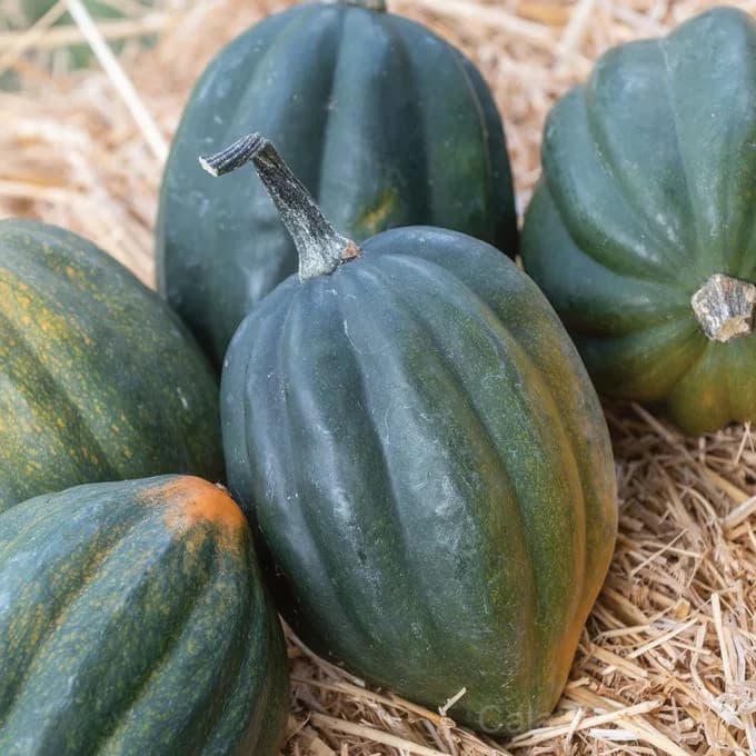 Table Queen Acorn Squash Seeds — Compact Winter Bush Variety - Main