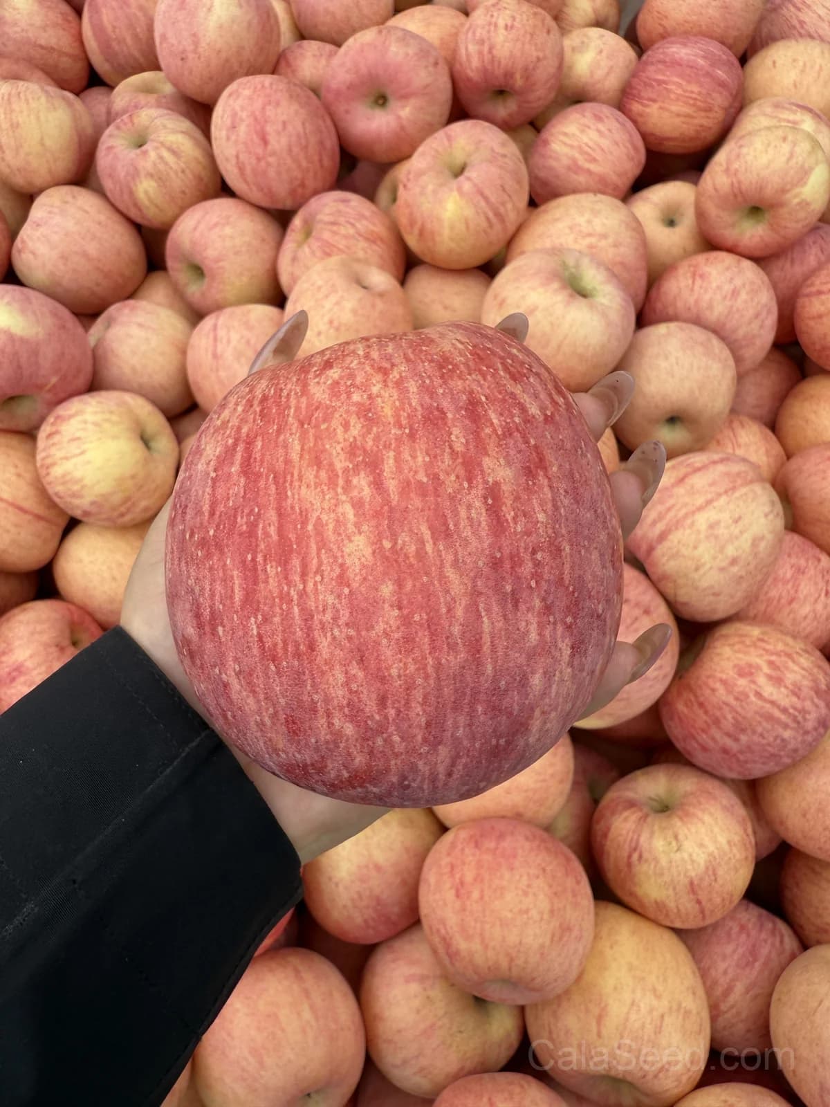 Gala Apple Seeds — Sweet Crisp Home Orchard - View 4