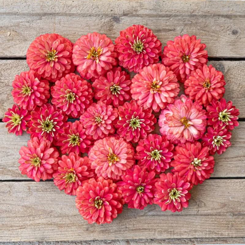 Zahara 'Double Salmon' Zinnia Seeds — Vibrant Salmon Blooms - Alt