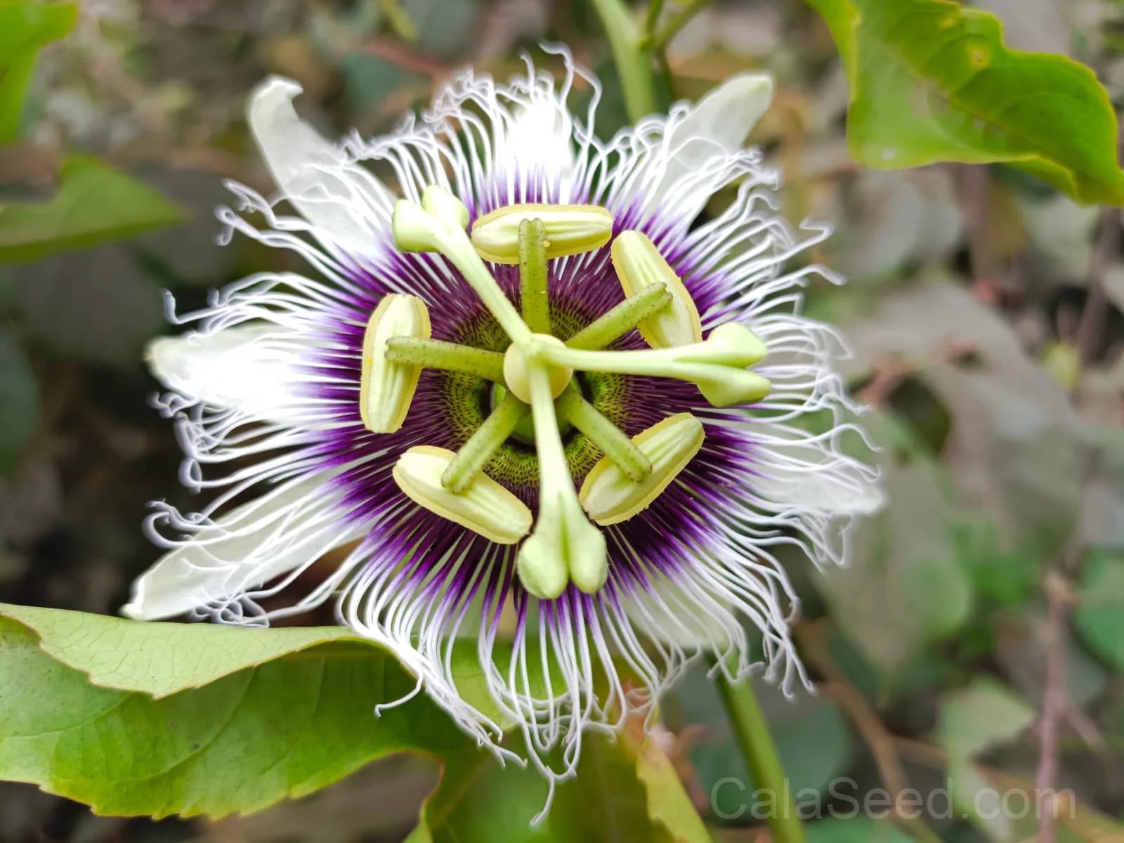 Yellow Passion Fruit 'Flavicarpa' Seeds — Golden Tropical Vine - View 4