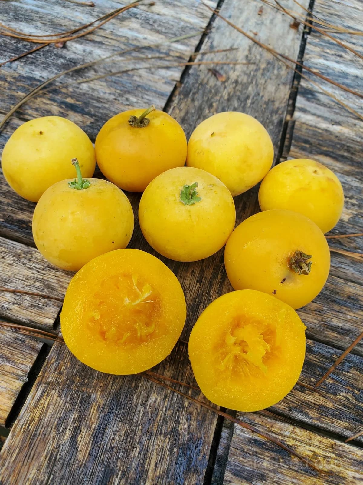 Dovyalis Caffra Seeds — South African Apricot Fruit - Main