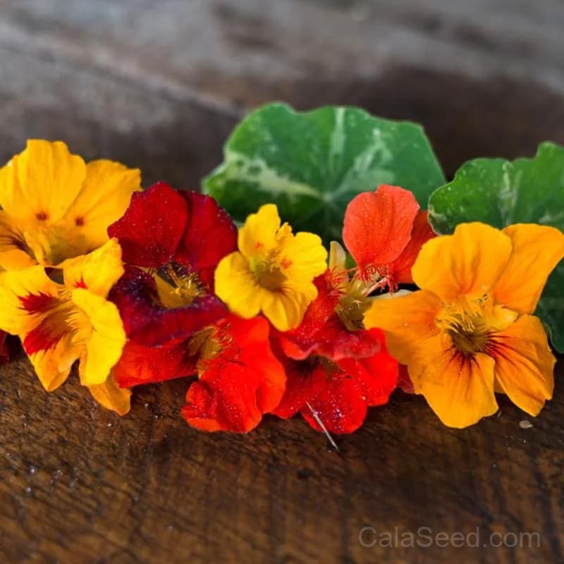 Out of Africa Nasturtium Seeds — Heirloom Edible Flower - Main