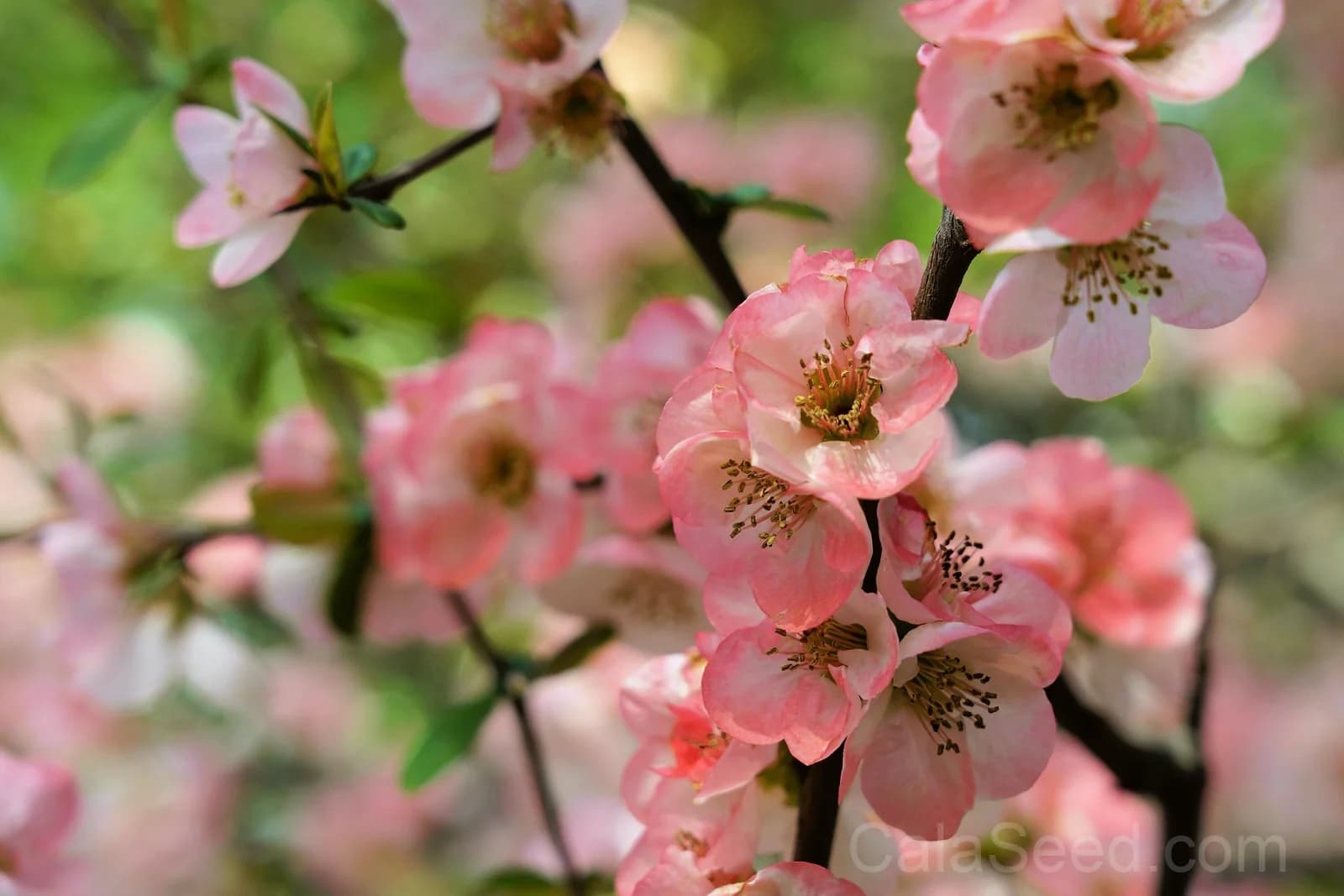 Flowering Quince 'Chaenomeles Speciosa' Seeds — Multicolor Spring Blooms - View 4