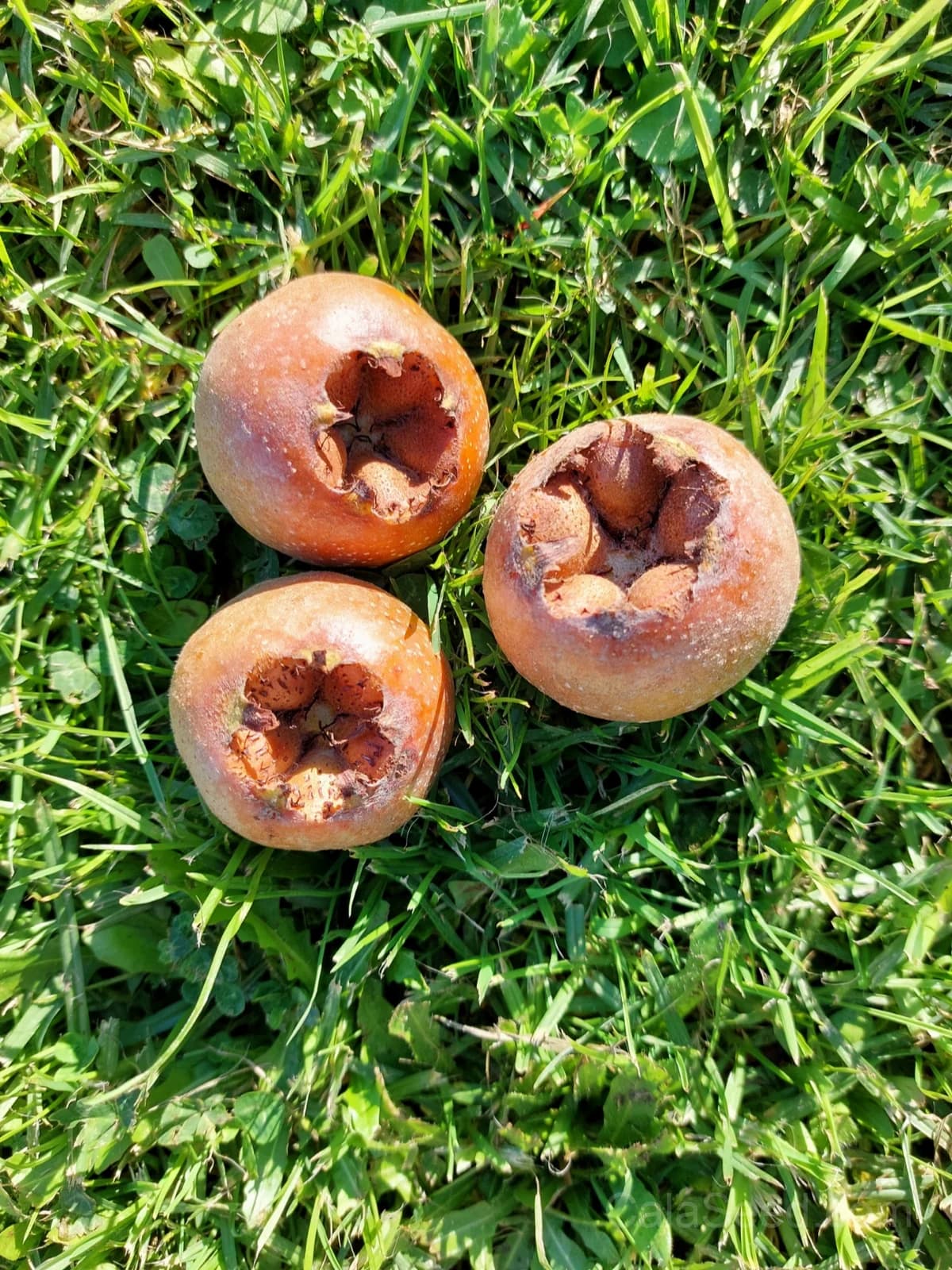 Medlar Seeds — Ancient Fruit for Unique Gardens - Main