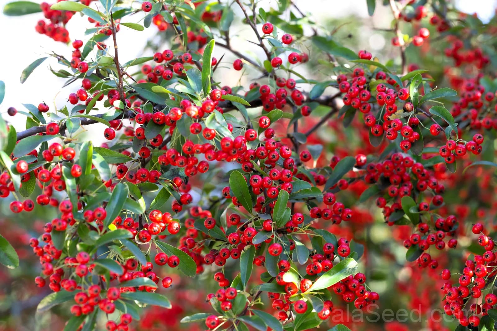 Red Chokeberry 'Aronia Arbutifolia' Seeds — White Flowers Edible Fruit - Alt