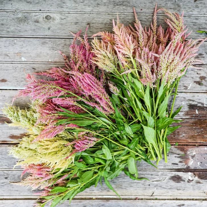 Shimmer Celosia Seeds — Iridescent Plume Blooms - View 2