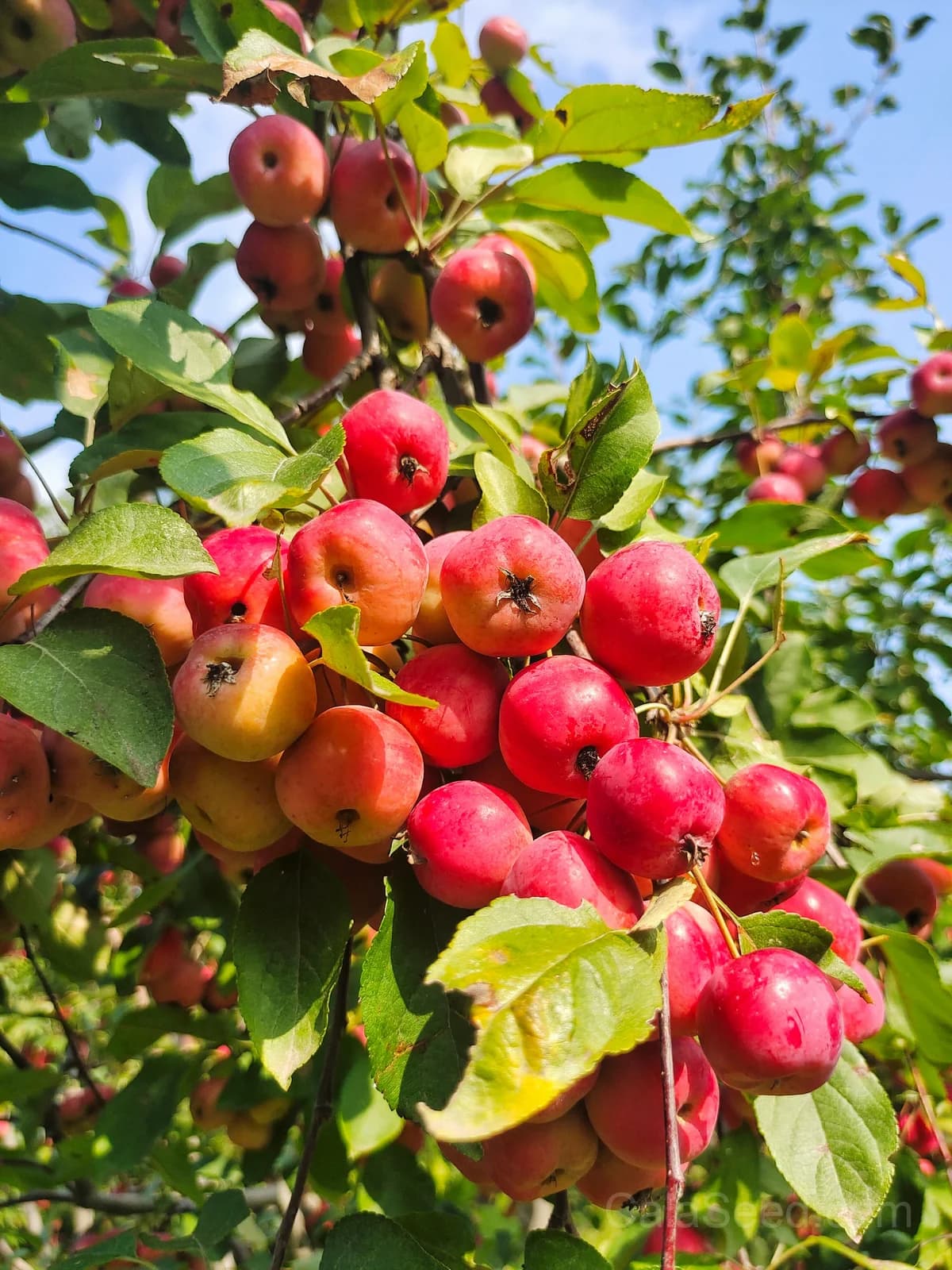 Sargent Crab Apple 'Malus Sargentii' Seeds — White Red Hummingbird Flowers - View 2