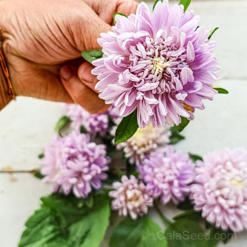 Lady Coral Lavender Aster Seeds — Compact Perennial Bloom - View 3
