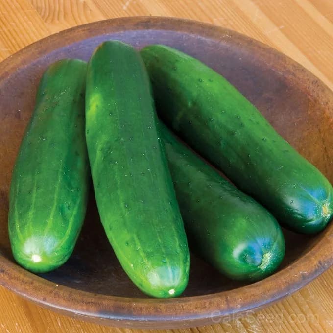 Burpless Beauty Cucumber Seeds — Non-Bitter Slicing Vegetable - Main