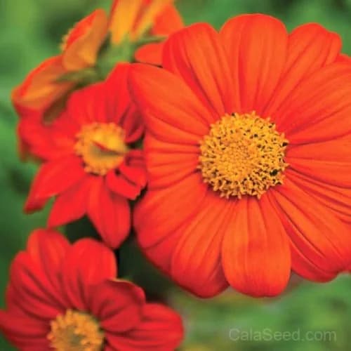 Torch Tithonia Seeds — Brilliant Orange Butterfly Magnet - View 3