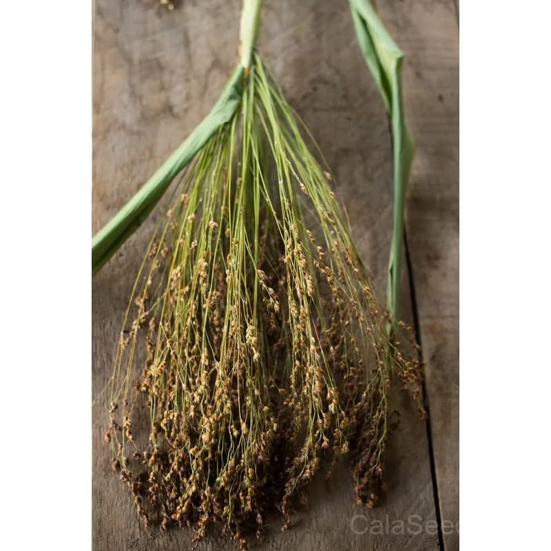 Broom Corn 'Mixed' Seeds — Ornamental Grain for Dried Arrangements - View 2