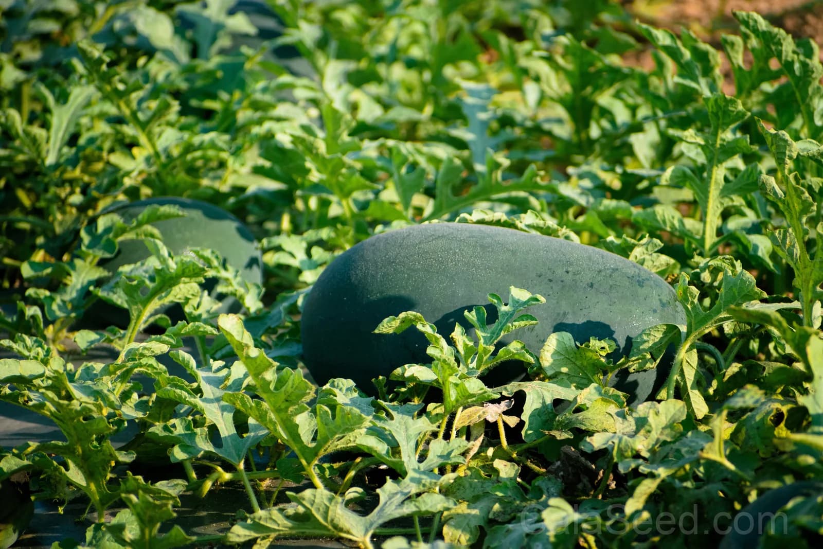 Florida Giant Watermelon Seeds — Cannon Ball Black Diamond Fruit - Alt