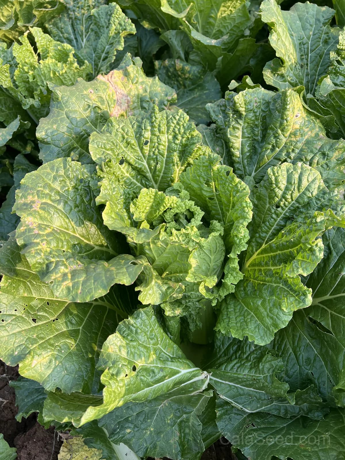 Barrel Head Napa Cabbage Seeds — Crunchy Asian Greens - View 6