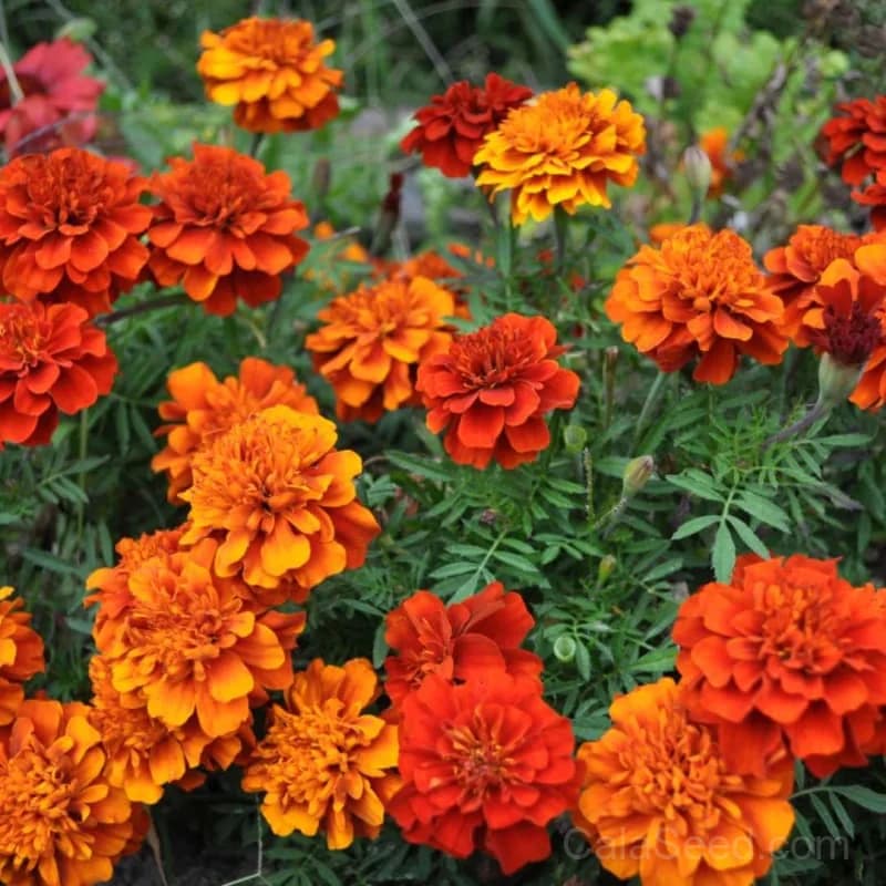 Fireball Marigold Seeds — Vibrant Red-Orange Blooms - Alt