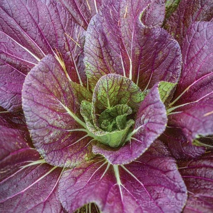 Red Dragon Napa Cabbage Seeds — Sweet Asian Heirloom - Main