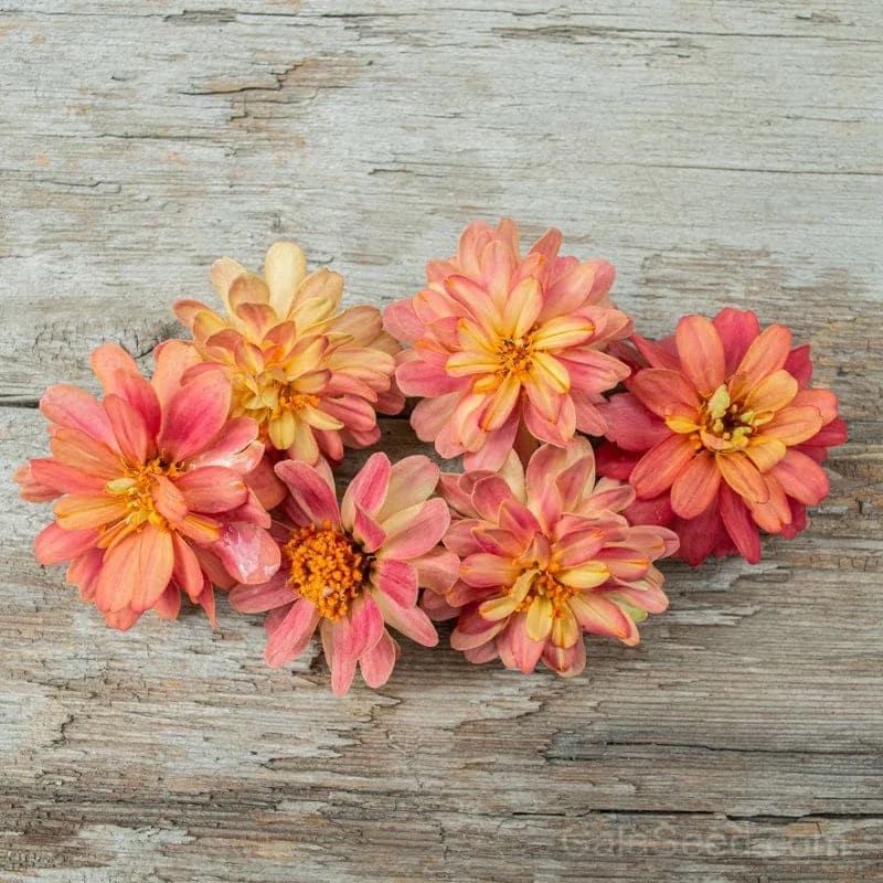 Profusion Double Deep Salmon Zinnia Seeds — Abundant Double Blooms - Main