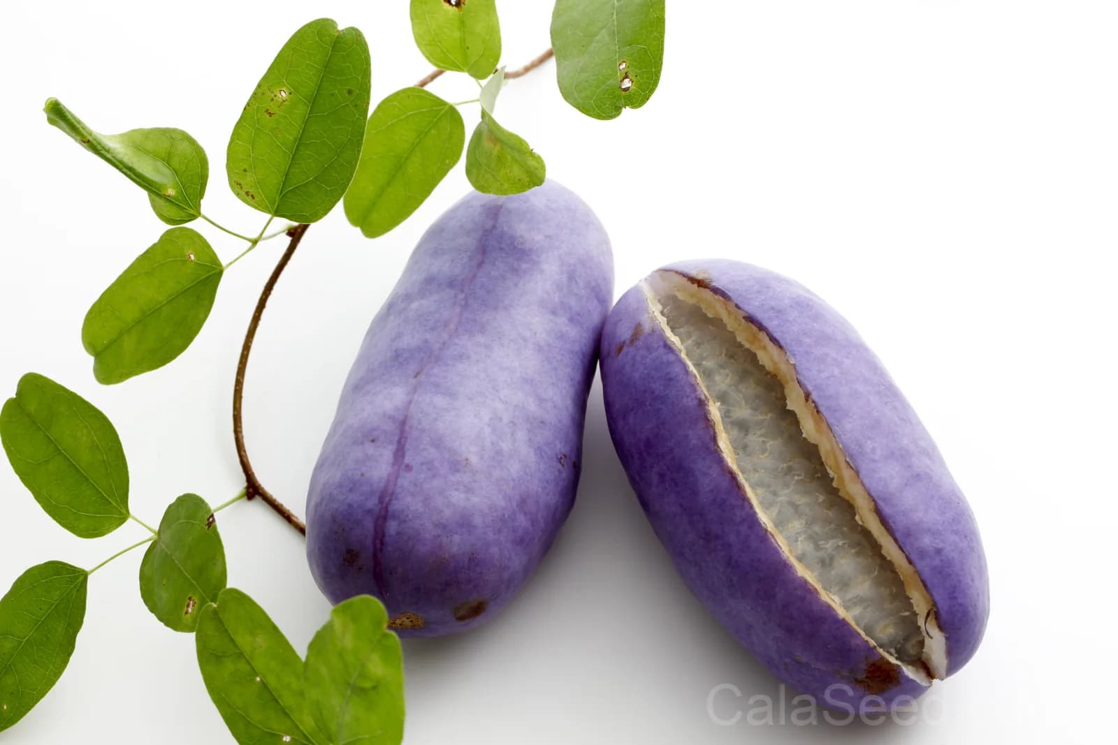 Chocolate Vine 'Akebia Trifoliata' Seeds — Edible Ornamental Climber - Alt