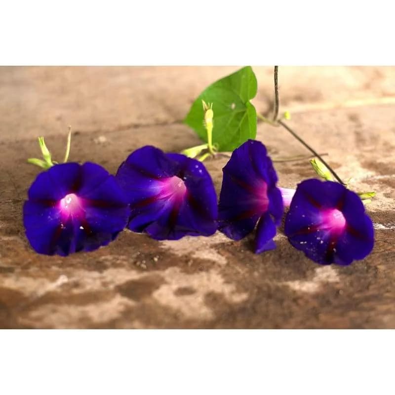 Grandpa Ott's Morning Glory Seeds — Vintage Heirloom Vine - Alt