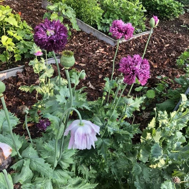 Breadseed Poppy 'Pinetree Mix' Seeds — Ornamental & Culinary Blooms - Main