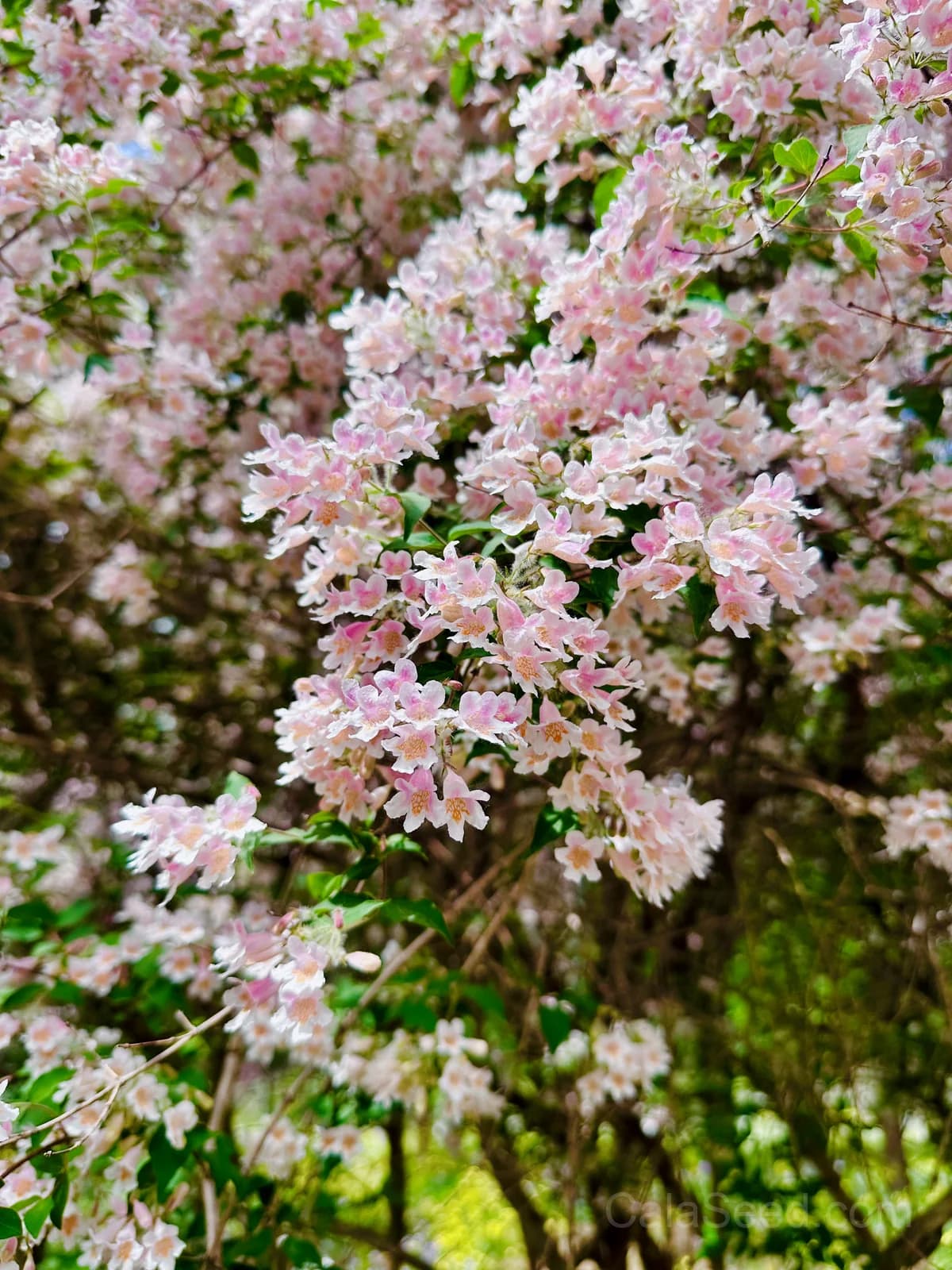Beauty Bush 'Kolkwitzia Amabilis' Seeds — Pink & White Flowering Shrub - View 7