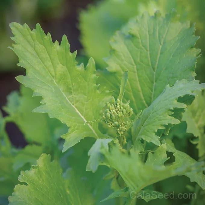 Spring Broccoli Raab Seeds — Tender Sprouting Greens - Alt
