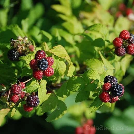 Raspberry 'Black Jewel' Seeds — Dark Berry High-Yield Fruit - View 2
