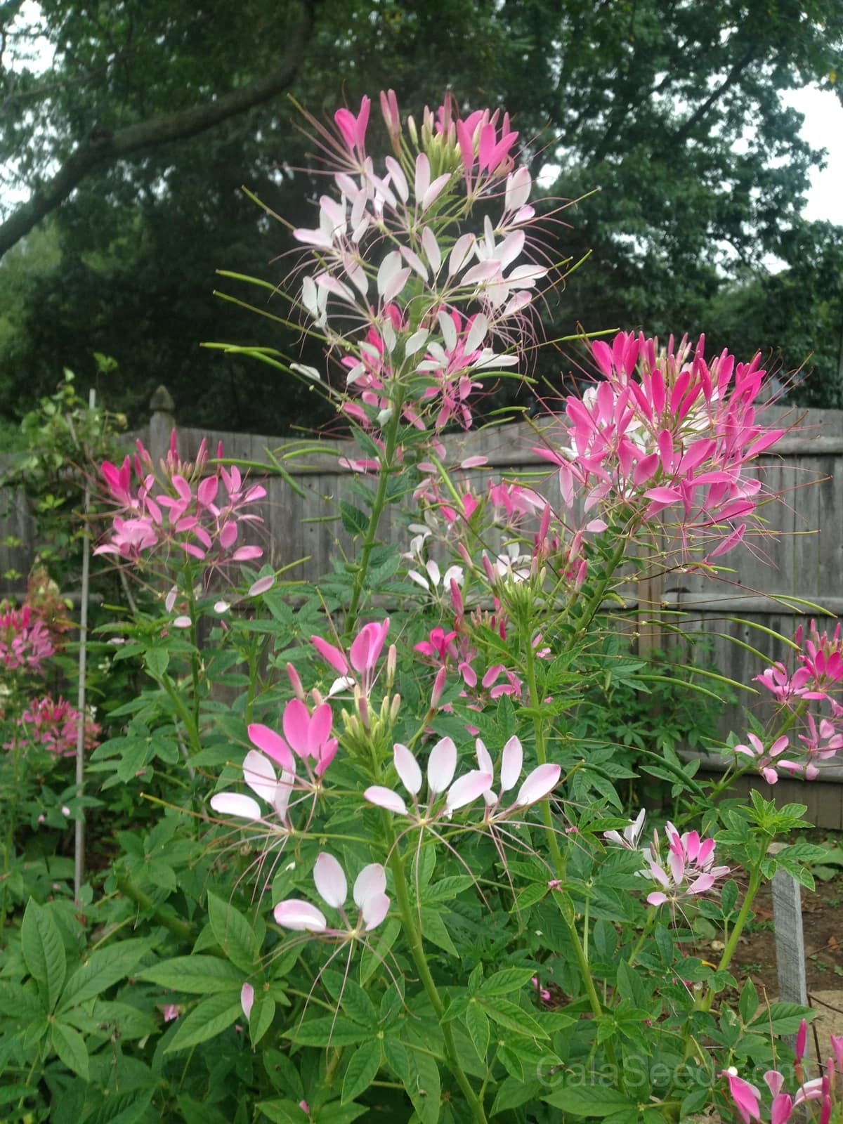 Cleome 'Cherry Queen' Seeds — Vibrant Spider Flower Blooms - Main