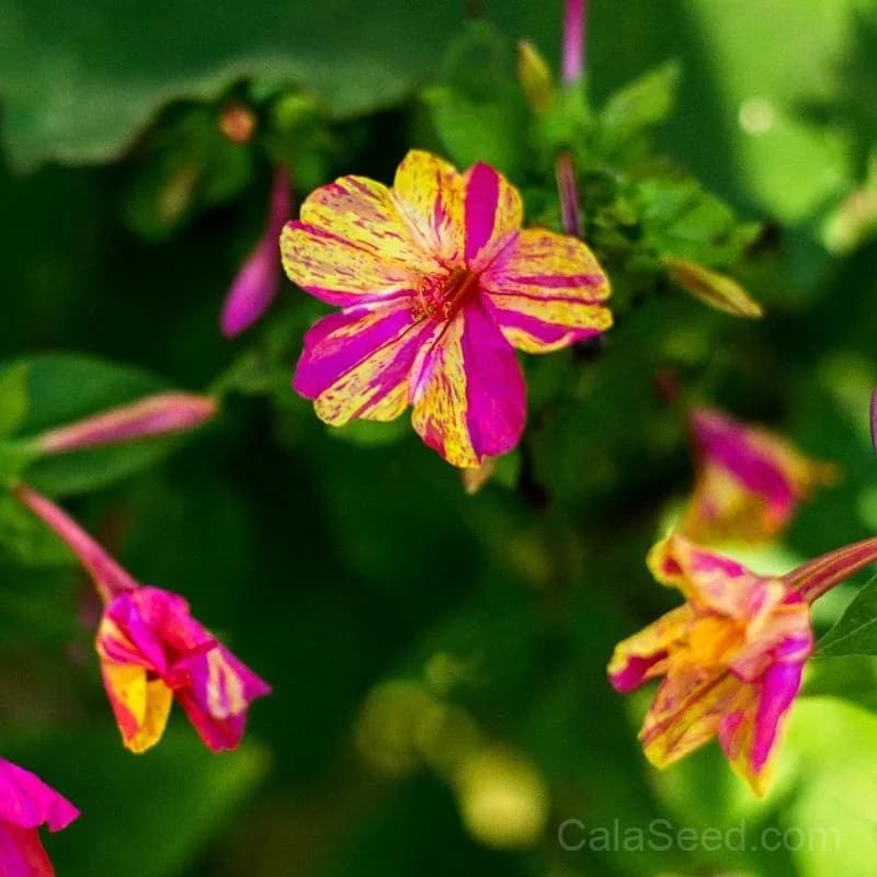 Stars and Stripes Mirabilis Seeds — Patriotic Bicolor Blooms - Main