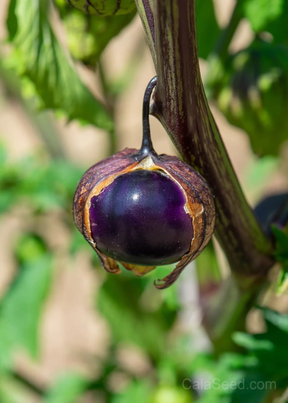 Purple Tomatillo 'Physalis Ixocarpa' Seeds — Husk Tomato for Salsas - Alt
