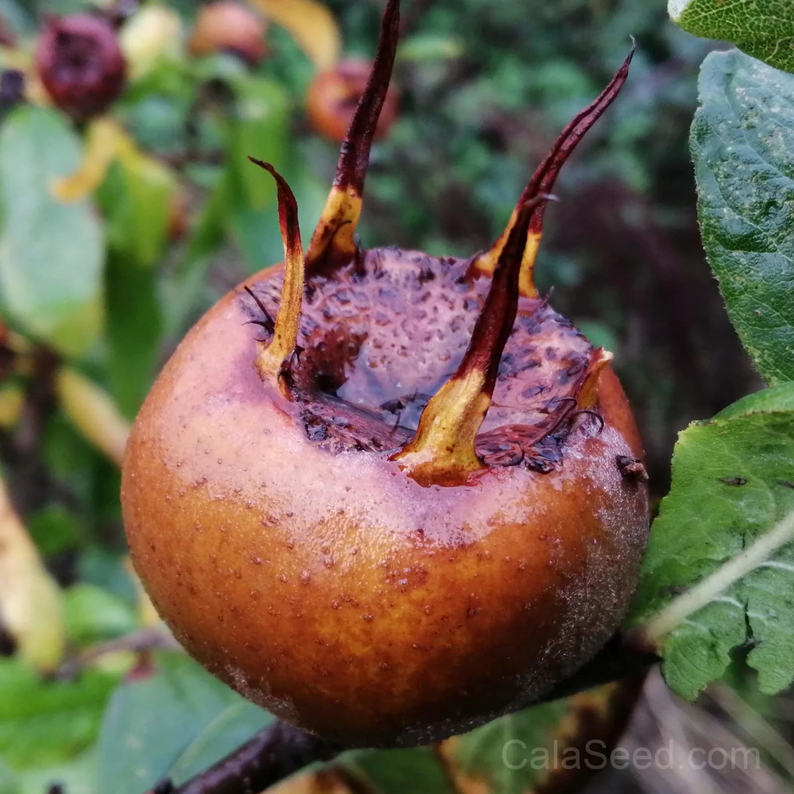 Medlar Seeds — Ancient Fruit for Unique Gardens - View 2