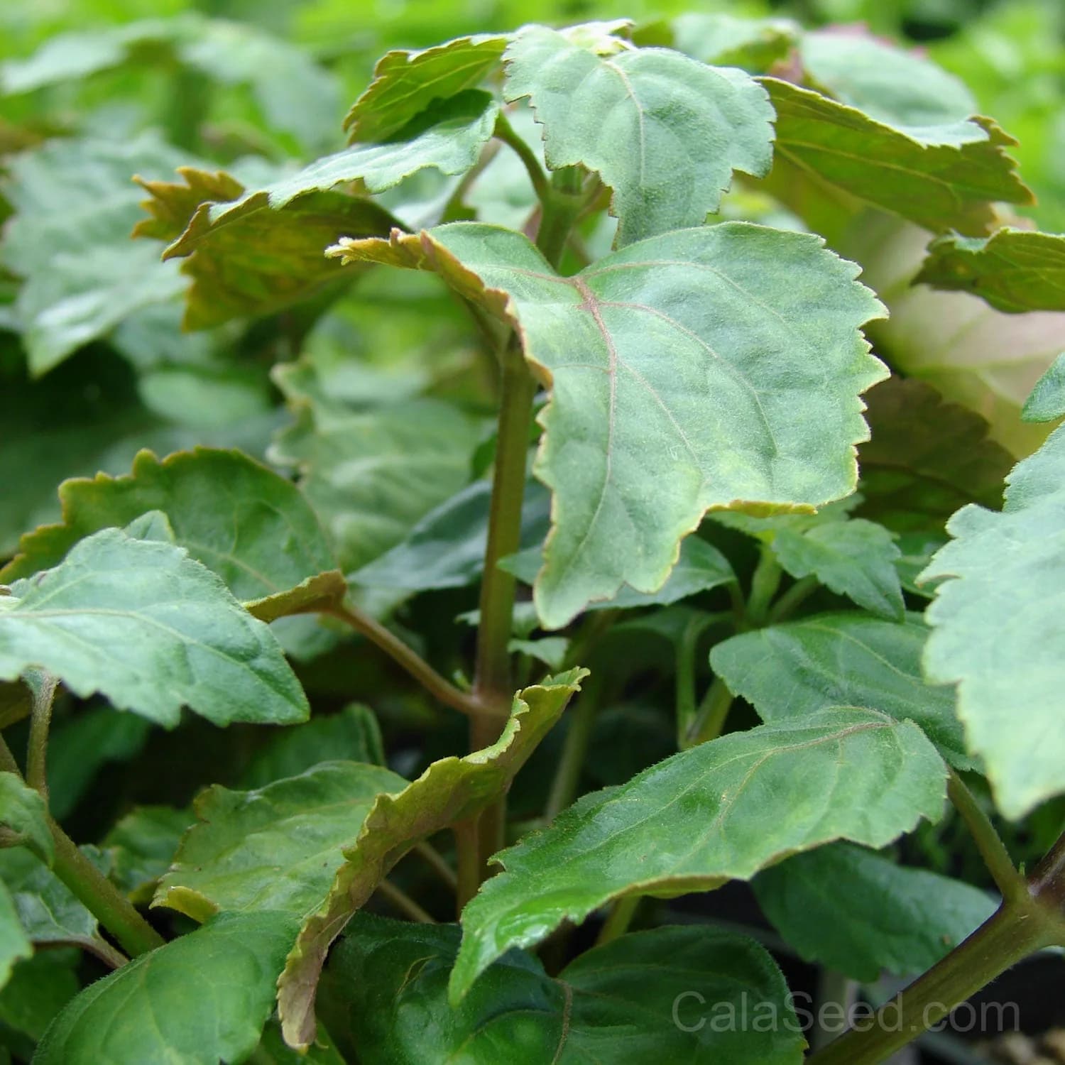Patchouli 'Cablin' Seeds — Earthy Fragrant Herb - Main