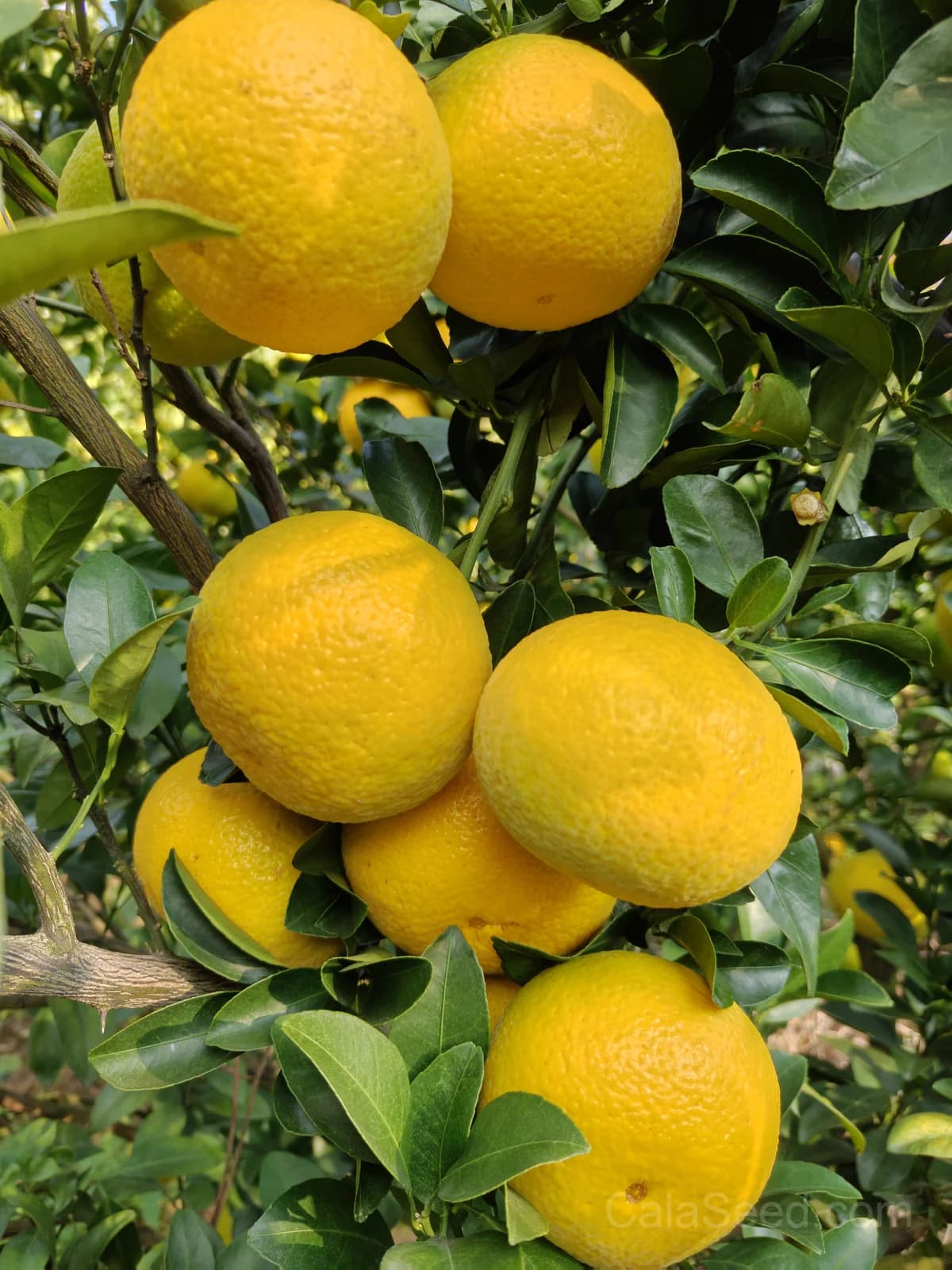 Citrus Trifoliata Seeds — Hardy Cold-Tolerant Rootstock - View 2