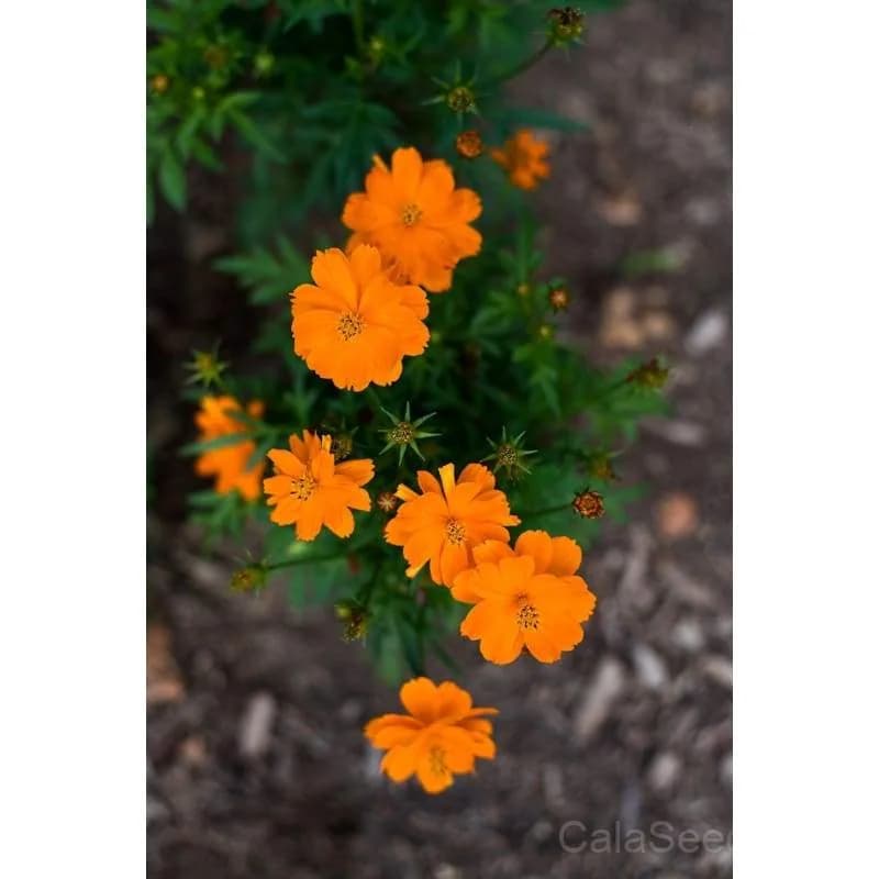 Cosmos 'Cosmic Orange' Seeds — Vibrant Sunset-Colored Blooms - View 2