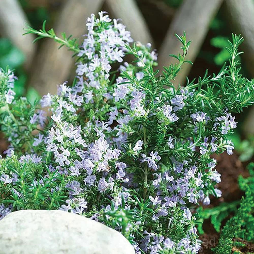 Tuscan Blue Rosemary Seeds — Aromatic Culinary Herb - Main