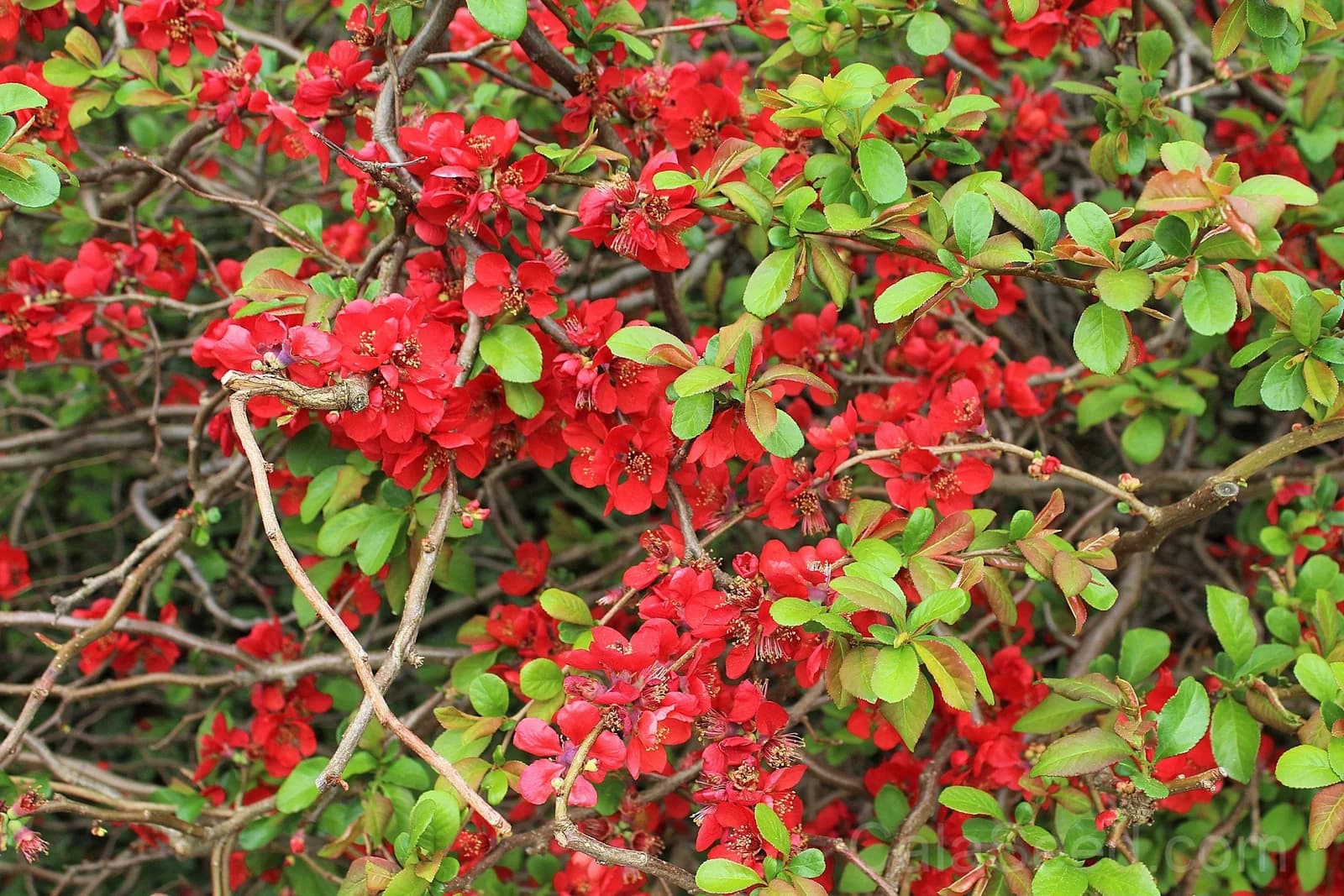 Red Flowering Dwarf Quince 'Chaenomeles Japonica' Seeds — Scarlet Ornamental Shrub - View 10