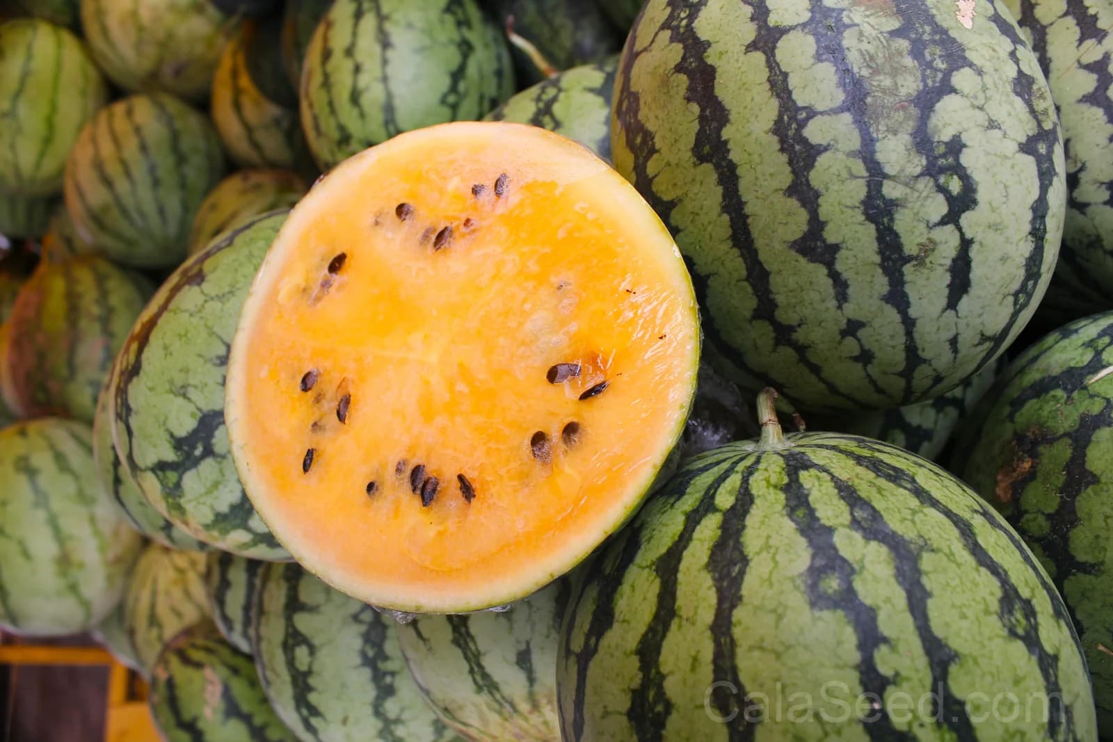 Tendersweet Orange Watermelon Seeds — Sweet Orange-Fleshed Melon - Main