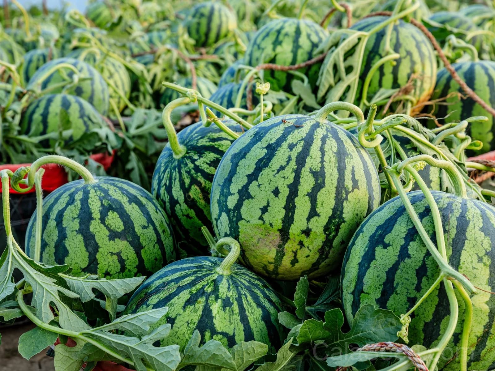 Tendersweet Orange Watermelon Seeds — Sweet Orange-Fleshed Melon - View 3