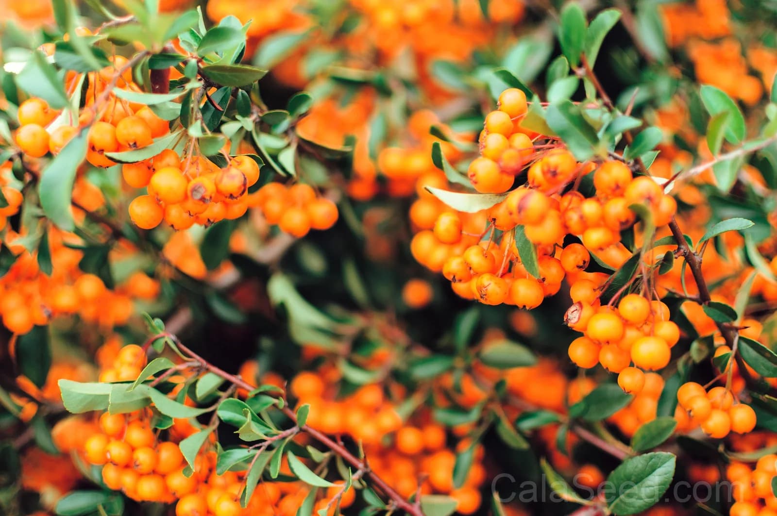 Sea Buckthorn 'Hippophae Rhamnoides' Seeds — Orange Berry Fruit Shrub - Main