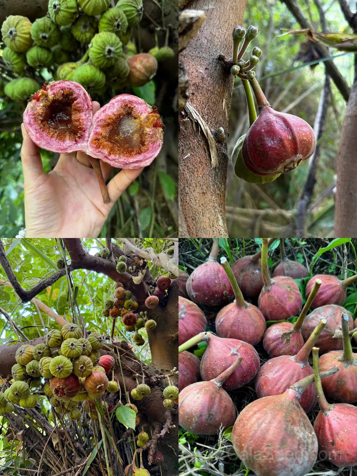 Fig 'Purple' Seeds — Sweet Ornamental Fruit - View 1