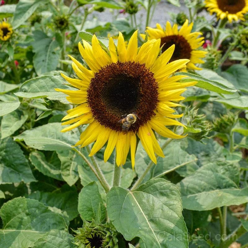 SunBuzz Sunflower Seeds — Pollinator-Friendly Bright Bloom - Main
