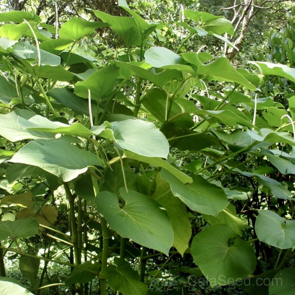 Hoja Santa Seeds — Mexican Aromatic Herb - Main