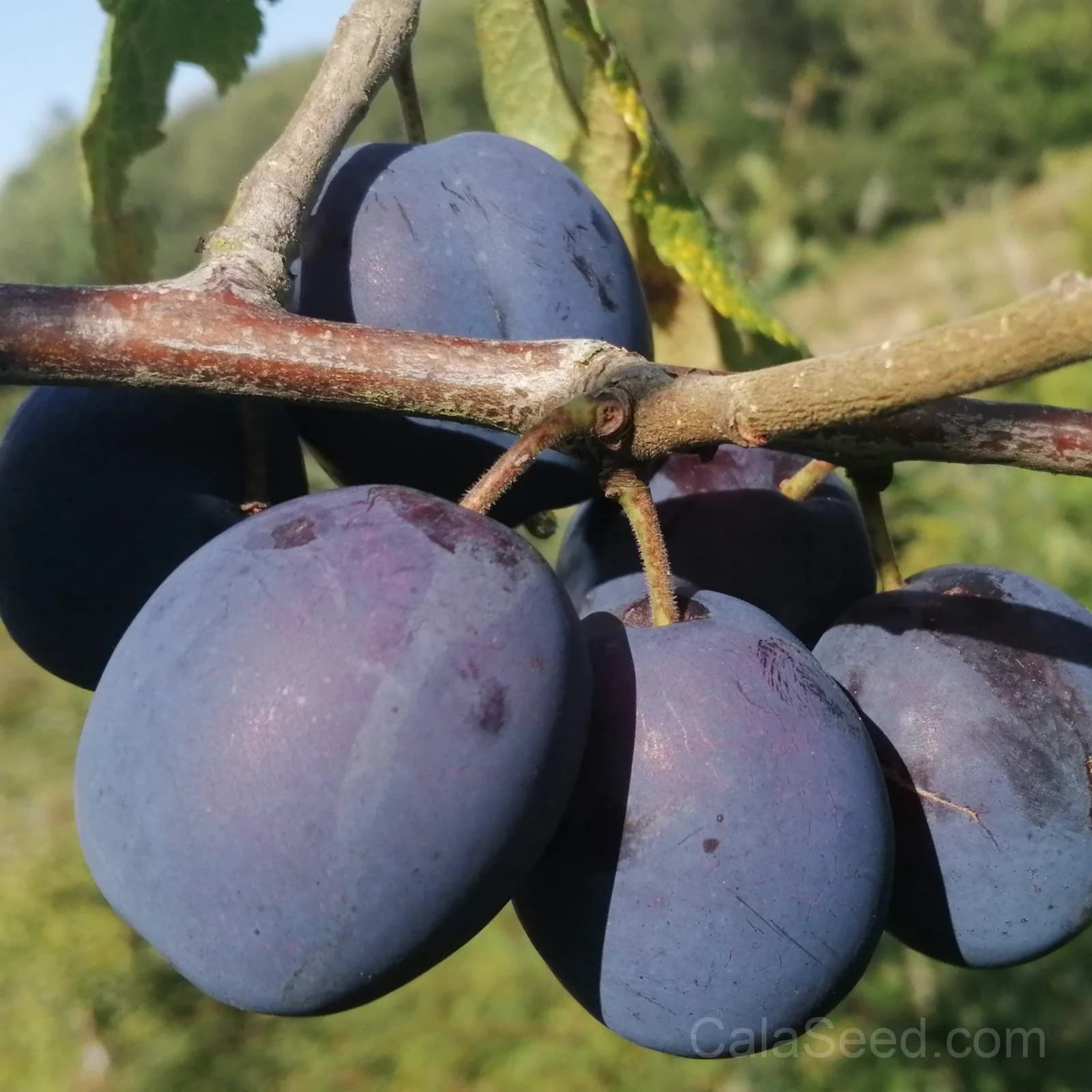 Damson Seeds — Classic Tart Plum for Preserves - View 2