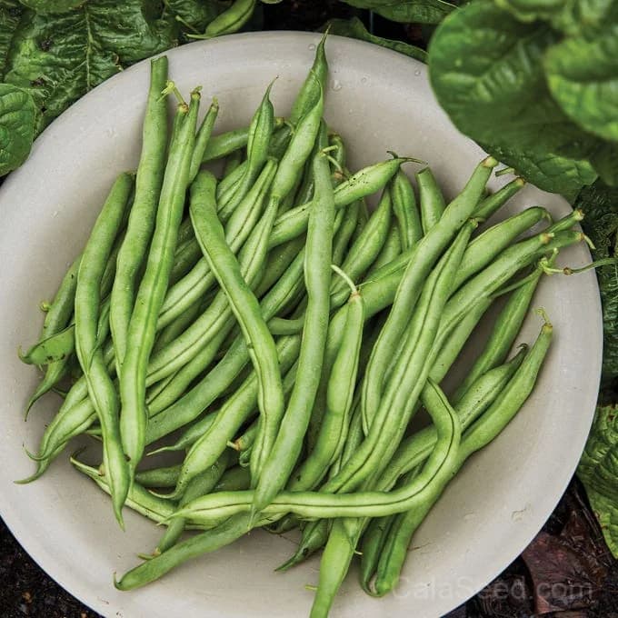 Big Kahuna Bush Bean Seeds — High-Yield Pole Bean - Main