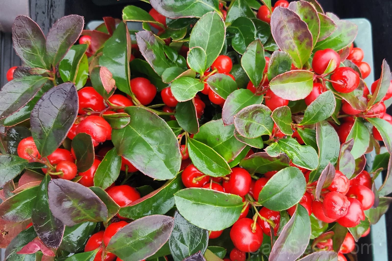Wintergreen 'Creeping' Seeds — Evergreen Ground Cover Berries - Main